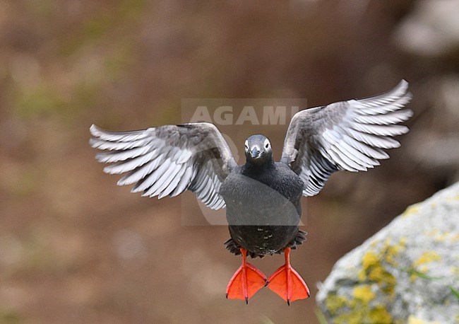 Spectacled Guillemot (Cepphus carbo) on an island in the ring of fire, eastern Russia. stock-image by Agami/Laurens Steijn,