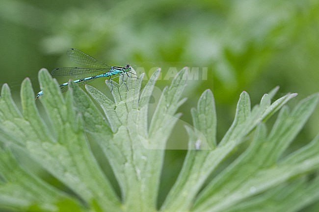 Coenagrion hastulatum - Northern damselfly - Speer-Azurjungfer, Russia (Ural), imago stock-image by Agami/Ralph Martin,