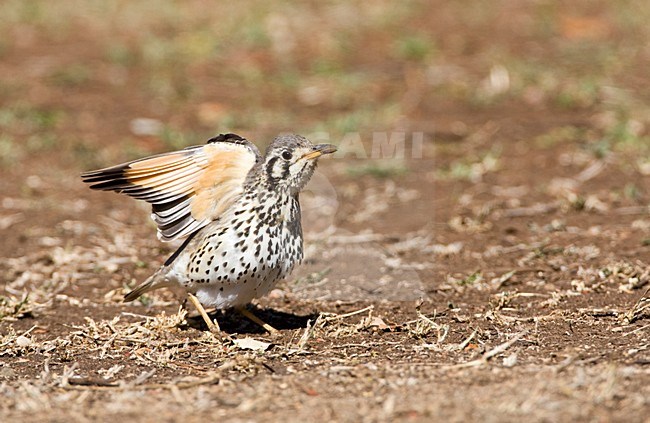 Groundscraper Thrush (Turdus litsitsirupa) standing on the ground in a safari camp in Kruger National Park in South Africa. Stretching wings. stock-image by Agami/Marc Guyt,