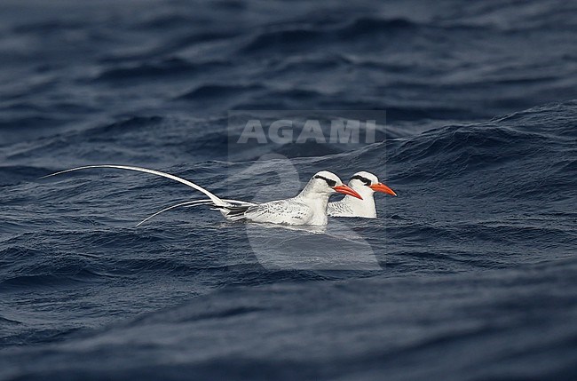 Red-billed Tropicbird (Phaethon aethereus) is a common breeding bird on the Cape Verde Islands. This one was north of Brava Island. stock-image by Agami/Eduard Sangster,