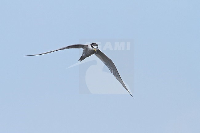 Birds of Peru, the Peruvian Tern stock-image by Agami/Dubi Shapiro,