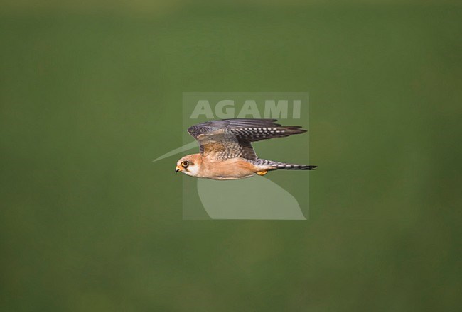 Roodpootvalk, Red-footed Falcon, Falco vespertinus stock-image by Agami/Marc Guyt,