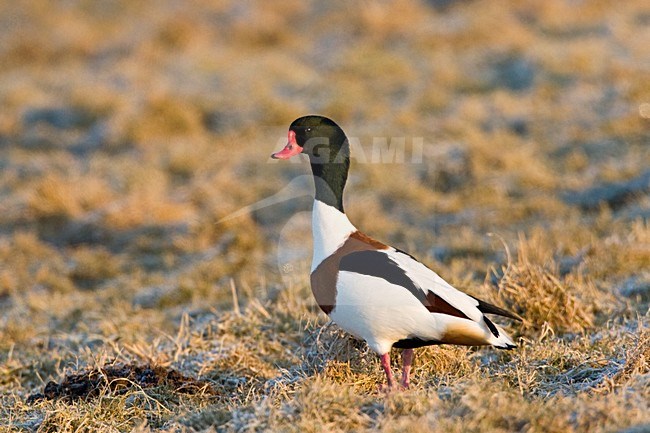 Volwassen mannetje Bergeend in berijpt veld; Adult male Common Shelduck in frosty field stock-image by Agami/Marc Guyt,