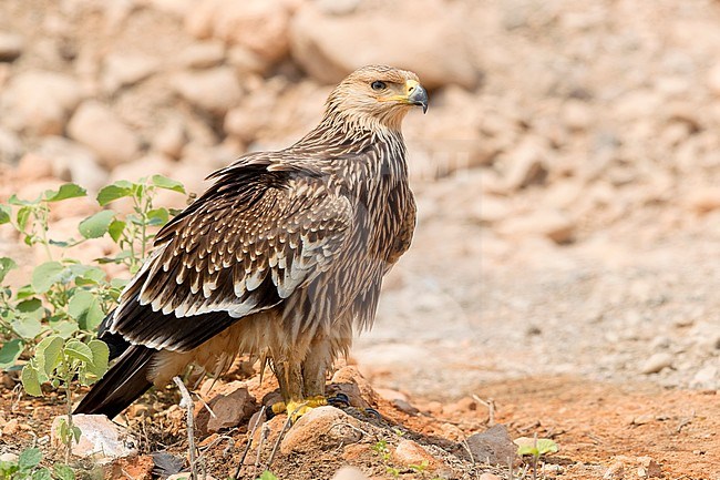 Eastern Imperial Eagle (Aquila heliaca), juvenile standing on the ground stock-image by Agami/Saverio Gatto,