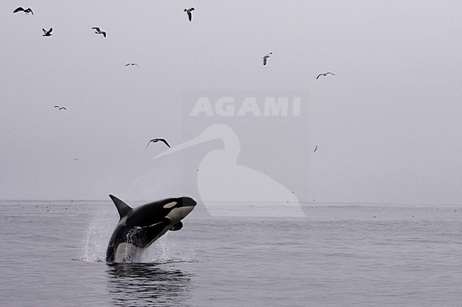 Springende Orka; Jumping Killer Whale stock-image by Agami/Martijn Verdoes,