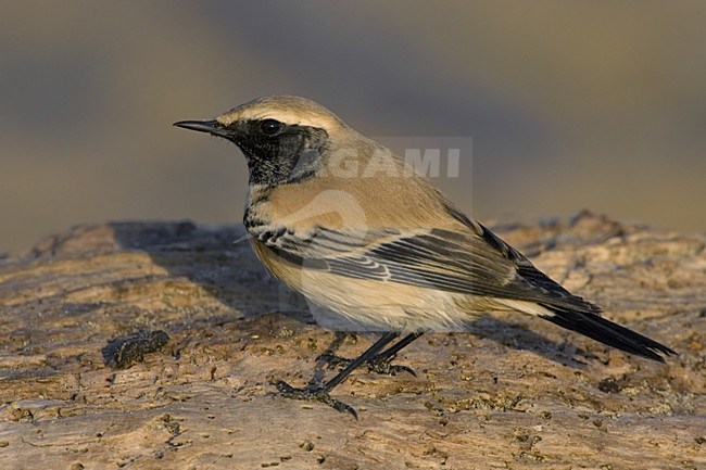 Desert Wheatear adult male; Woestijntapuit volwassen man stock-image by Agami/Daniele Occhiato,