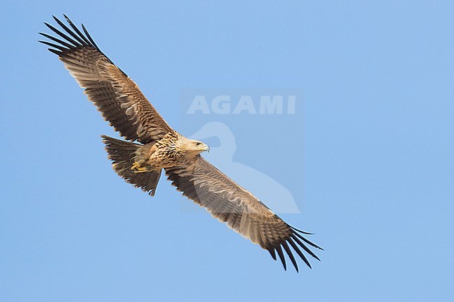 Eastern Imperial Eagle (Aquila heliaca), juvenile in flight stock-image by Agami/Saverio Gatto,