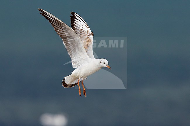 Black-headed Gull (Chroicocephalus ridibundus), side view  of a juvenile in flight, Campania, Italy stock-image by Agami/Saverio Gatto,