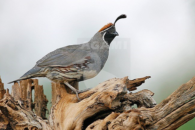 Adult male
Pima Co., AZ
July 2007 stock-image by Agami/Brian E Small,