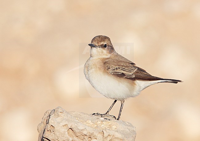 Oostelijke Blonde Tapuit vrouwtje staand; Eastern Black-eared Wheatear female perched stock-image by Agami/Markus Varesvuo,