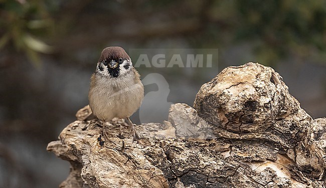 Eurasian Tree Sparrow (Passer montanus), adult perched stock-image by Agami/Roy de Haas,