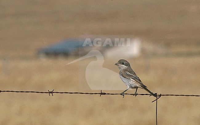 Side view of a first-winter Woodchat Shrike (Lanius senator) on barbed wire. Spain stock-image by Agami/Markku Rantala,