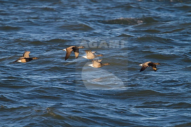 Dark-bellied Brent Goose - Dunkelbäuchige Ringelgans - Branta bernicla ssp. bernicla, Germany, 1st cy. with adult stock-image by Agami/Ralph Martin,