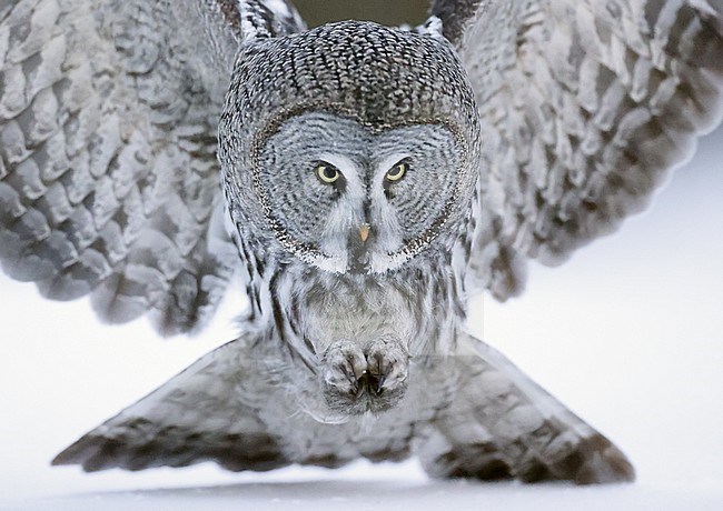 Hunting Great Grey Owl (Srix nebulosa) at Kuhmo, Finland. stock-image by Agami/Markus Varesvuo,