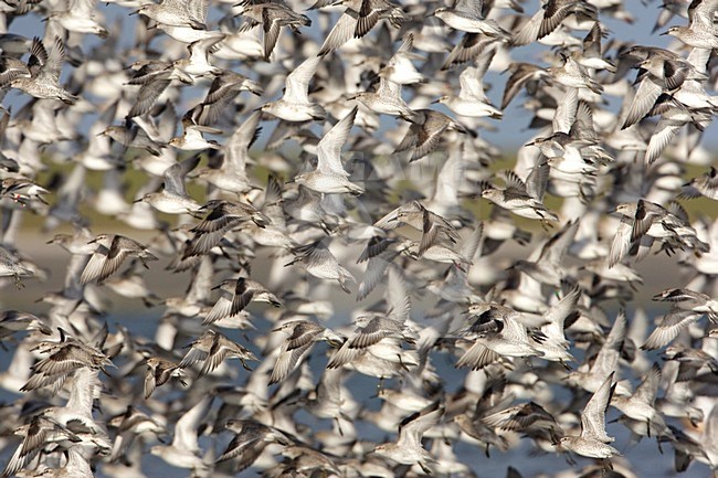 Kanoet opvliegende groep; Knot Flying group stock-image by Agami/Arie Ouwerkerk,