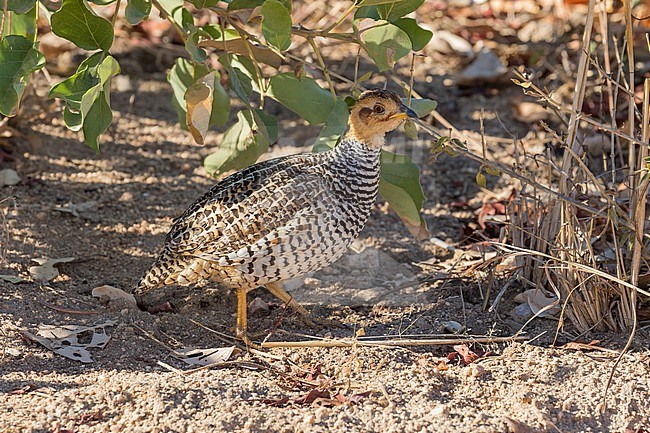 Coqui Francolin (Campocolinus coqui) in South Africa. stock-image by Agami/Pete Morris,