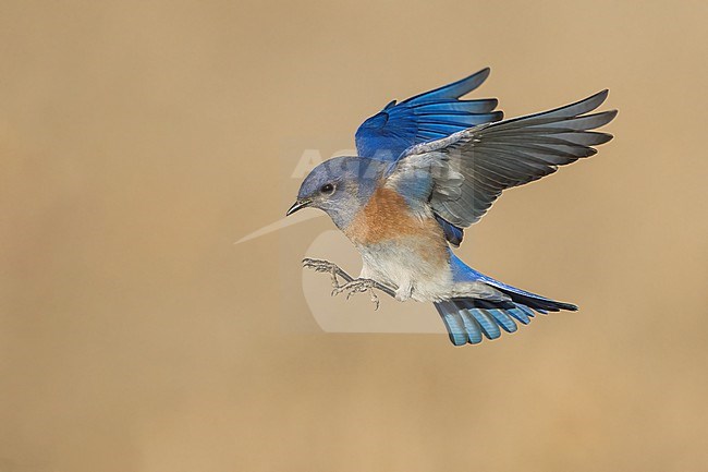 Adult male
Santa Barbara Co., CA
November 2022 stock-image by Agami/Brian E Small,