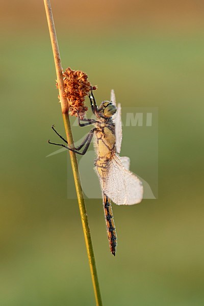 Bedauwd vrouwtje van gewone oeverlibel; Dew civered female of Black-tailed skimmer stock-image by Agami/Walter Soestbergen,