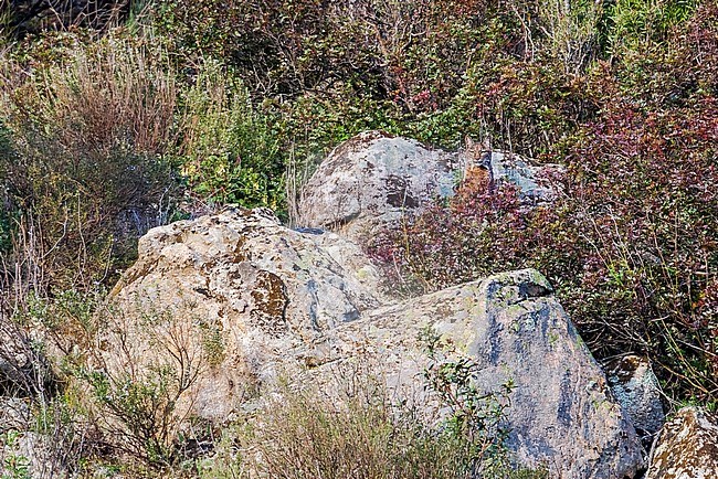 Immature Iberian Lynx looks mimetic in Sierra Morena, Andalusia, Spain. stock-image by Agami/Vincent Legrand,