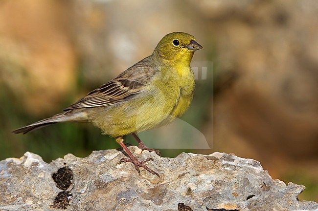 Smyrnagors zittend op rots; Cinereous Bunting perched on rock stock-image by Agami/Daniele Occhiato,