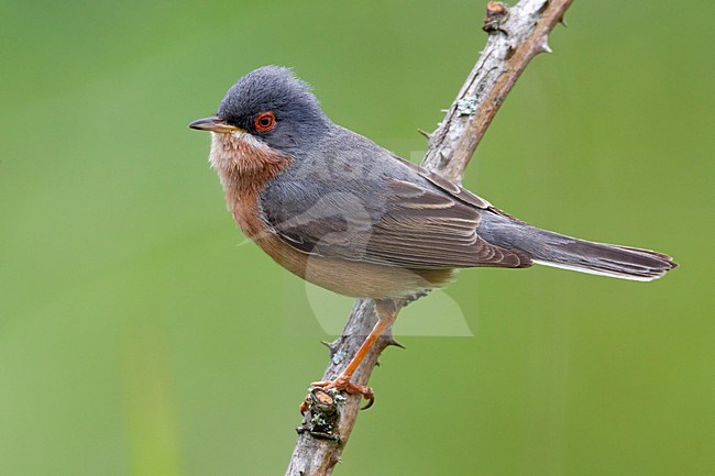 Mannetje Moltoni\'s Baardgrasmus; Male Moltoni\'s Subalpine Warbler stock-image by Agami/Daniele Occhiato,