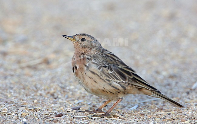 Volwassen Roodkeelpieper; Adult Red-throated Pipit stock-image by Agami/Markus Varesvuo,