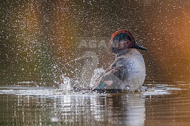 Male Eurasian Teal (Anas crecca) taking a bath on an Italian lake. stock-image by Agami/Daniele Occhiato,