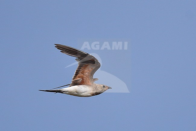 Moulting adult Collared Pratincole (Glareola pratincola) during late summer or early autumn in Spain. stock-image by Agami/Laurens Steijn,