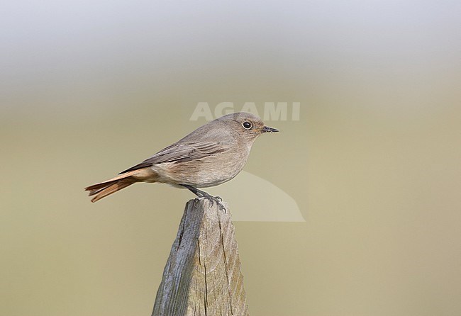 Black Redstart, Zwarte Roodstaart, Phoenicurus ochruros stock-image by Agami/Arie Ouwerkerk,