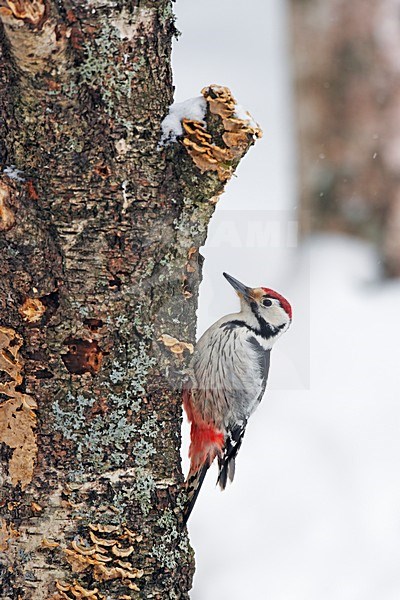 Witrugspecht; White-backed Woodpecher stock-image by Agami/Markus Varesvuo,