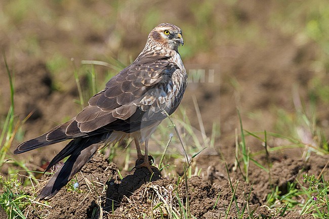 Montagu's Harrier (Circus pygargus), side view of a second calender year female standing on the ground. Looking over shoulder. stock-image by Agami/Saverio Gatto,