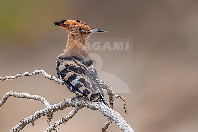 Juvenile Eurasian Hoopoe
(Upupa epops) perched on a branch in Siani, Egypt. stock-image by Agami/Vincent Legrand,