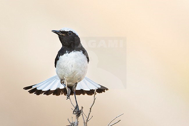 Finsch's Wheatear (Oenanthe finschii barnesi) Tajikistan, adult male perched with tail spread stock-image by Agami/Ralph Martin,