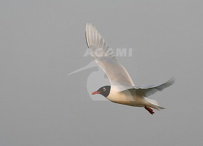 Adult Mediterranean Gull (Ichthyaetus melanocephalus) in breeding plumage in flight in the Netherlands. stock-image by Agami/Marc Guyt,