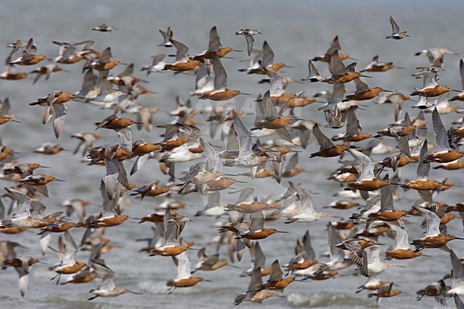 Bar-tailed Godwit flock flying; Rosse Grutto groep vliegend stock-image by Agami/Arie Ouwerkerk,