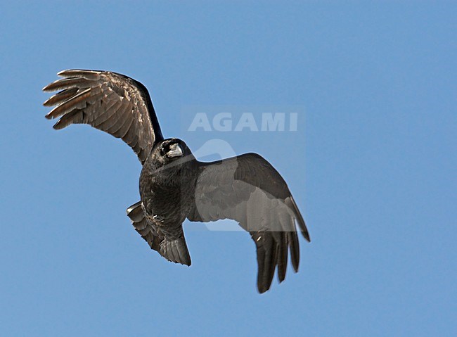 Raaf vliegend; Common Raven flying stock-image by Agami/Markus Varesvuo,