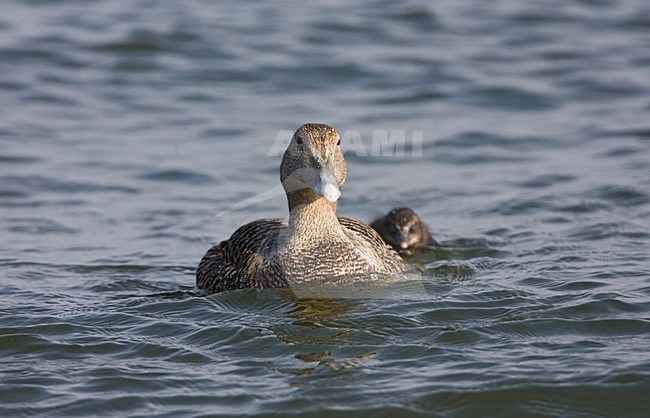 female Common Eider with young, vrouw Eider met pulli stock-image by Agami/Marc Guyt,