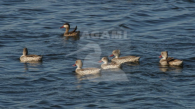 Cape Teal (Anas capensis) swimming in an African lake. stock-image by Agami/Andy & Gill Swash ,