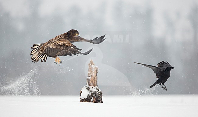 Zeearenden vechtend in de sneeuw, White-tailed Eagles fighting in the snow stock-image by Agami/Danny Green,