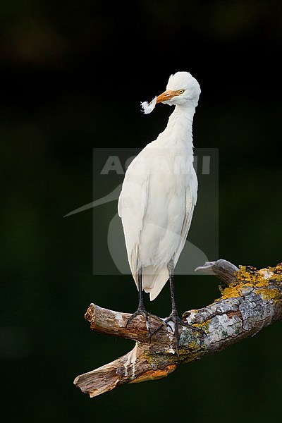 Cattle Egret, perched on a branch, Campania, Italy stock-image by Agami/Saverio Gatto,