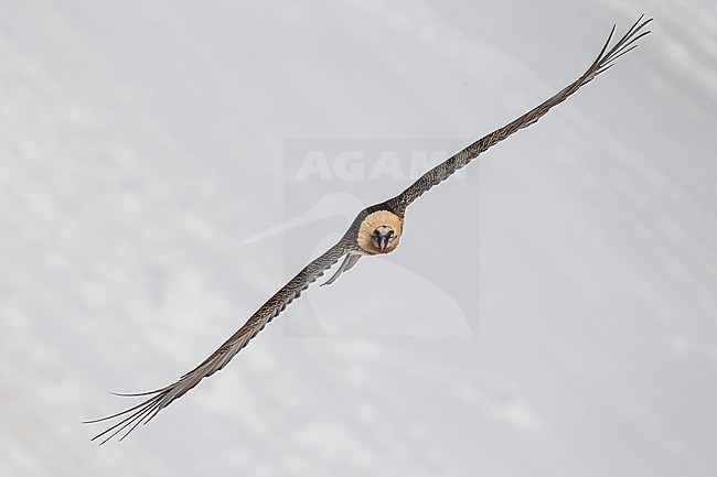 Adult  Bearded Vulture (Gypaetus barbatus) flying over snow covered moutain landscape in the swiss alps. stock-image by Agami/Marcel Burkhardt,