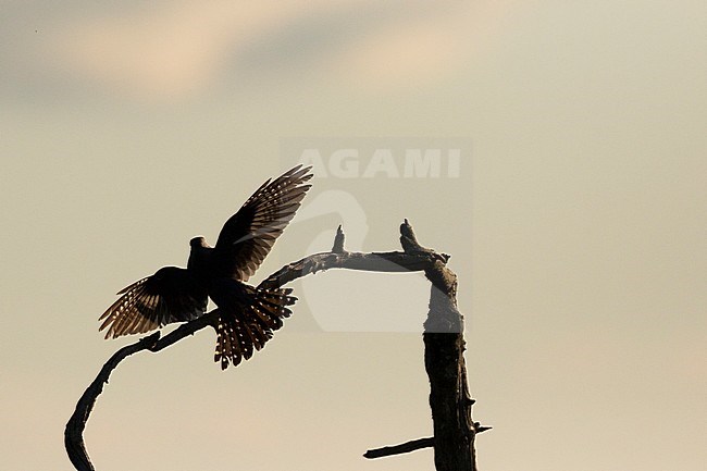 Oriental Cuckoo - Hopfkuckuck - Cuculus saturatus ssp. optatus, Russia (Ural), adult, male stock-image by Agami/Ralph Martin,