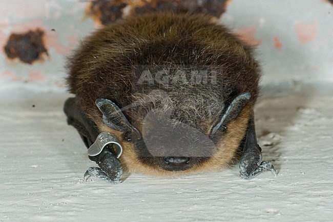Noordse vleermuis; Northern bat stock-image by Agami/Theo Douma,