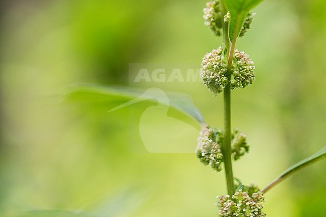 Erect Pellitory-of-the-wall stock-image by Agami/Wil Leurs,