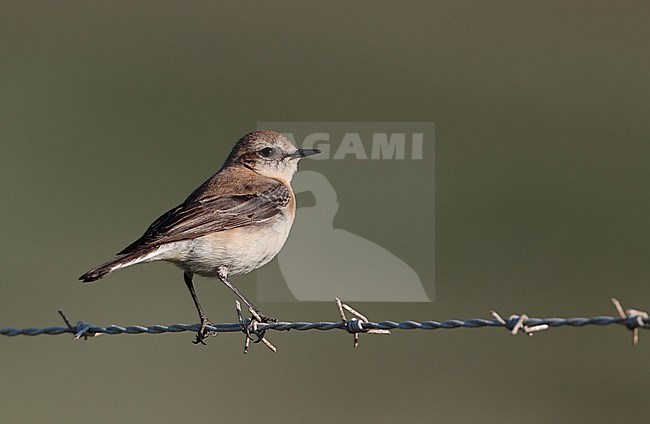 Western Black-eared Wheatear, Oenanthe hispanica (female), Bolonia, Andalucia, Spain stock-image by Agami/Helge Sorensen,