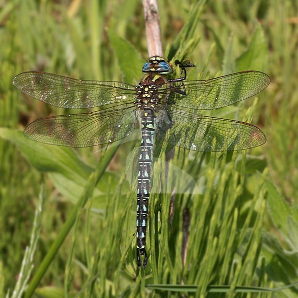 Glassnijder, Hairy Dragonfly stock-image by Agami/Bas Haasnoot,