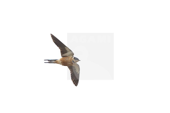 Red-breasted Swallow (Cecropis semirufa) in flight against a white sky at Helsingør, Denmark (1st record for Europe) stock-image by Agami/Helge Sorensen,