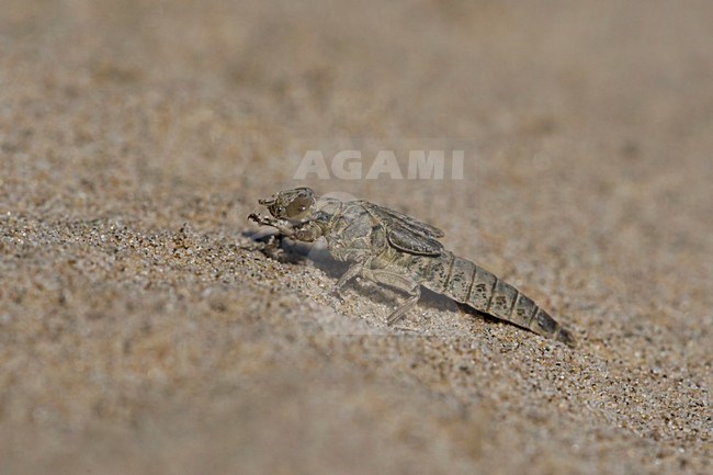 Uitsluipende Rivierrombout; Emerging Yellow-legged Clubtail stock-image by Agami/Arie Ouwerkerk,