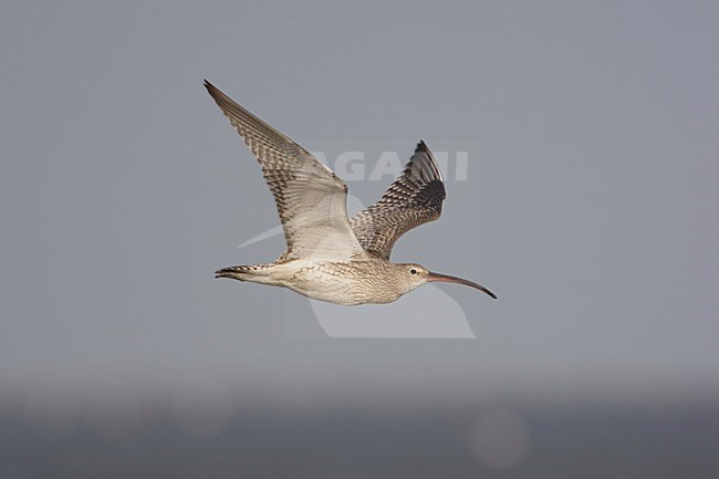 Flying juvenile (1/3); Vliegende juveniel (1 van 3) stock-image by Agami/Arie Ouwerkerk,