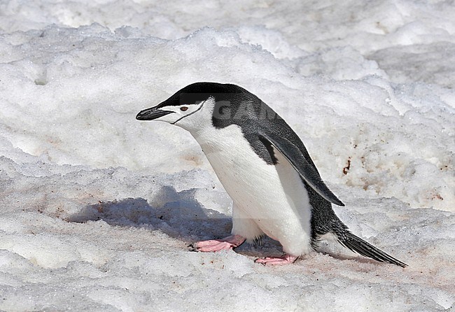 Chinstrap Penguin (Pygoscelis antarcticus) in Antarctica. Walking over snow. stock-image by Agami/Pete Morris,